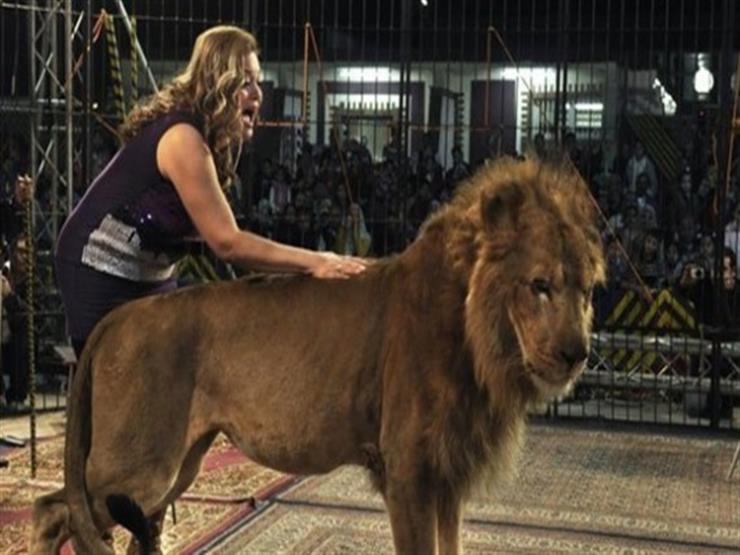 هل يمكن تربية أسد في المنزل؟ القانون والمخاطر في م